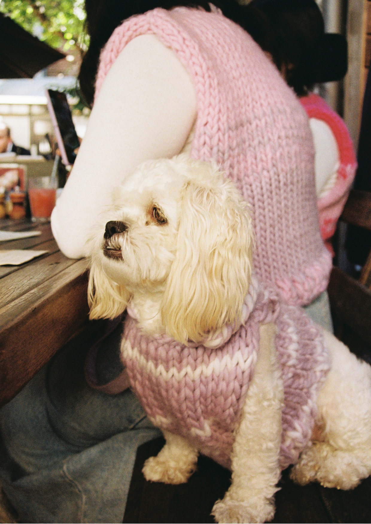Paris knit pet vest