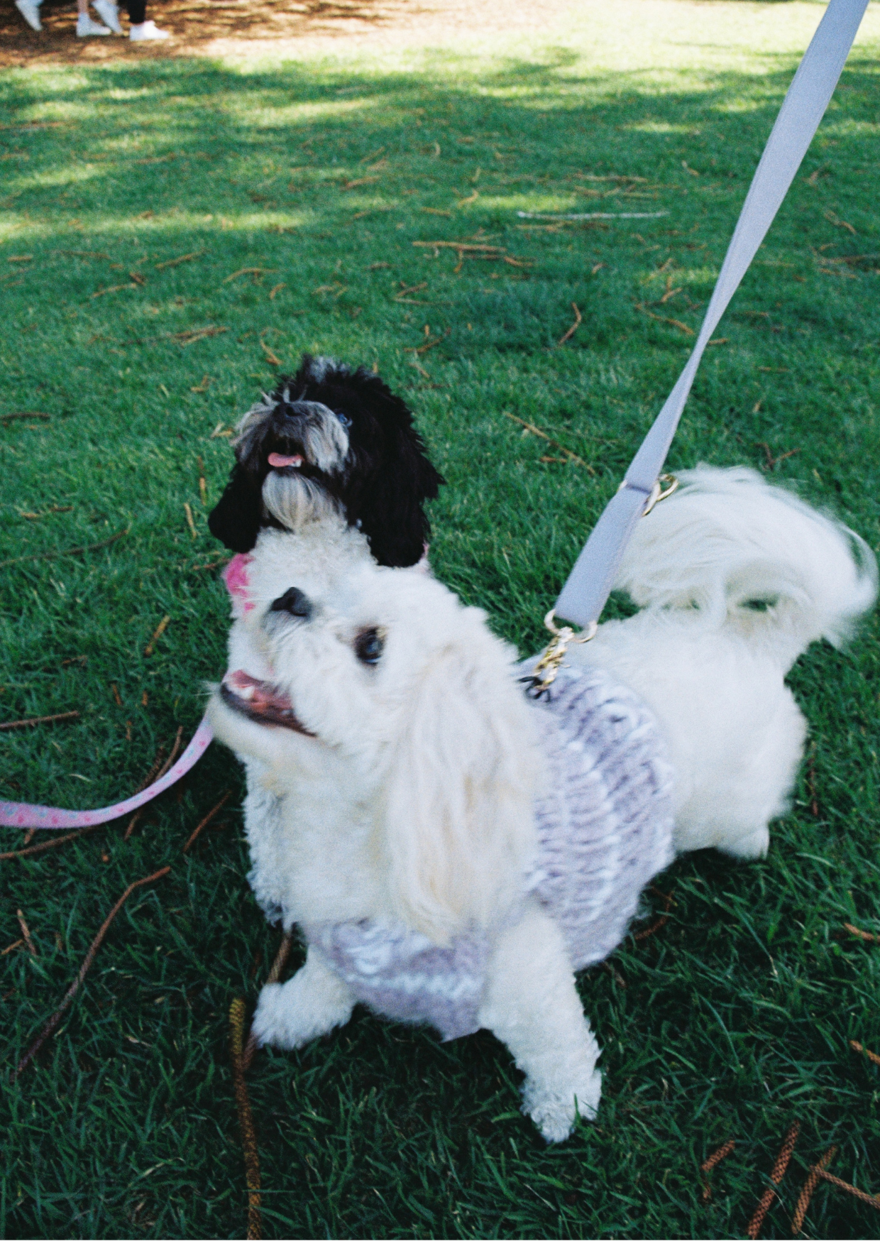 Paris knit pet vest