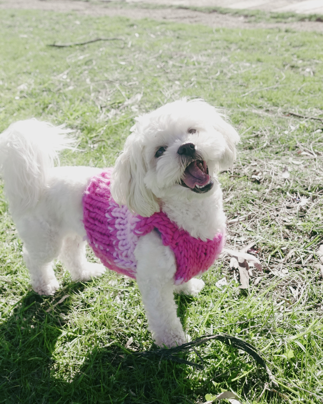 Amelia knit pet vest