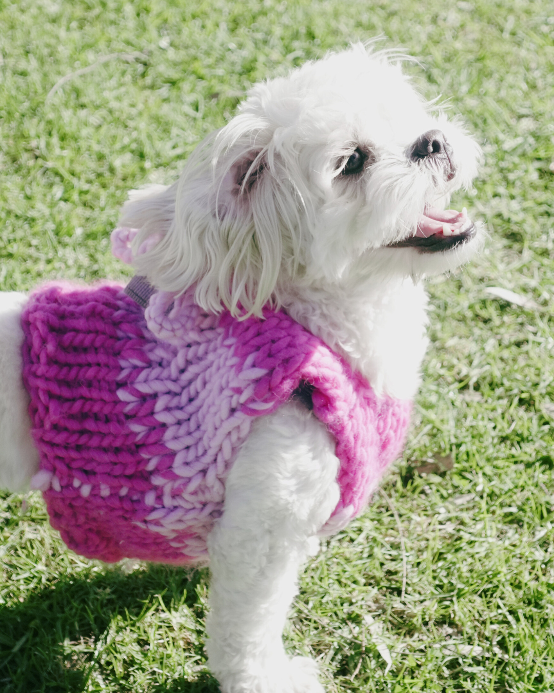 Amelia knit pet vest