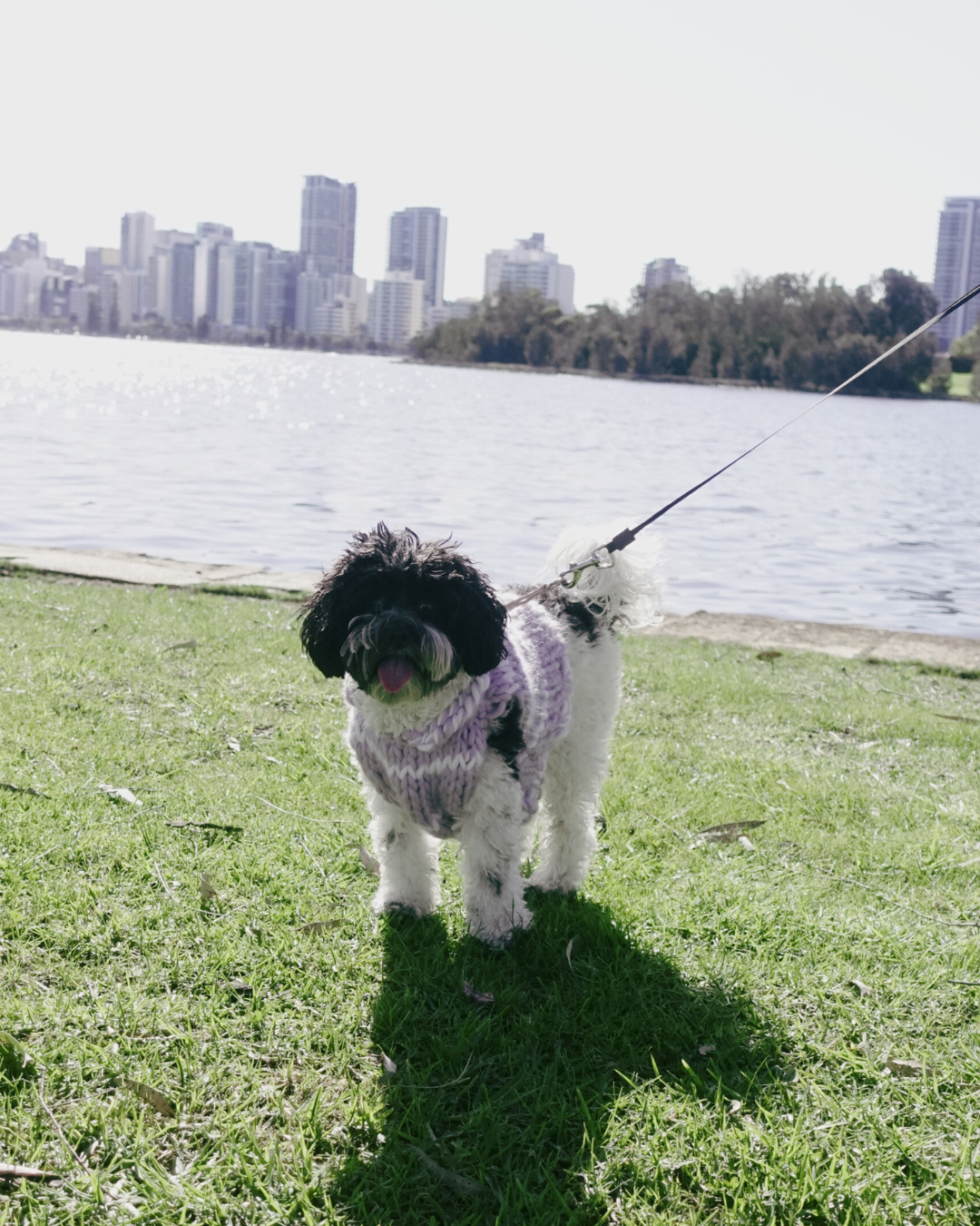 Paris knit pet vest