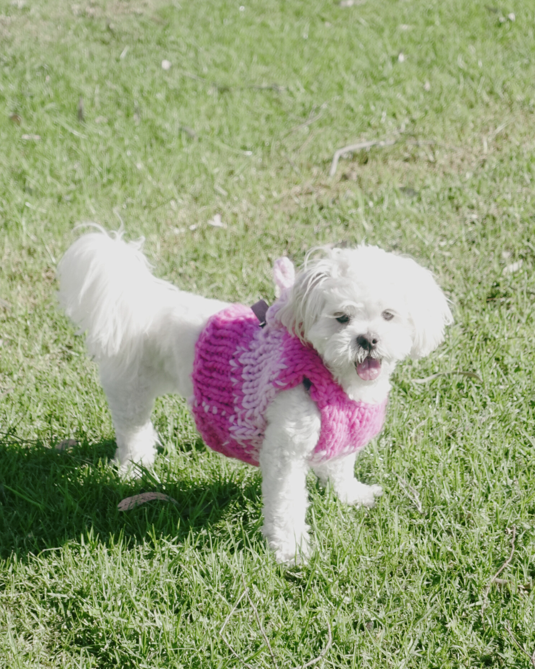 Amelia knit pet vest