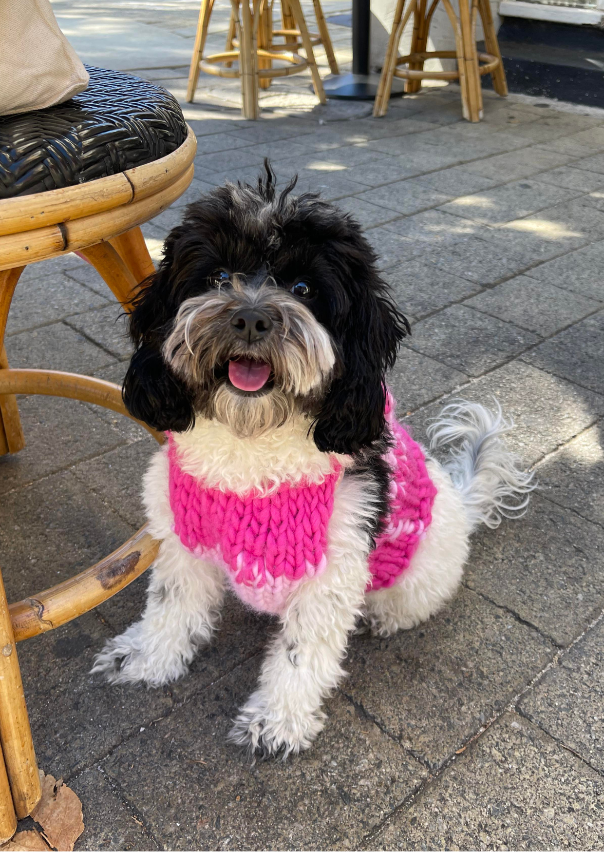 Amelia knit pet vest