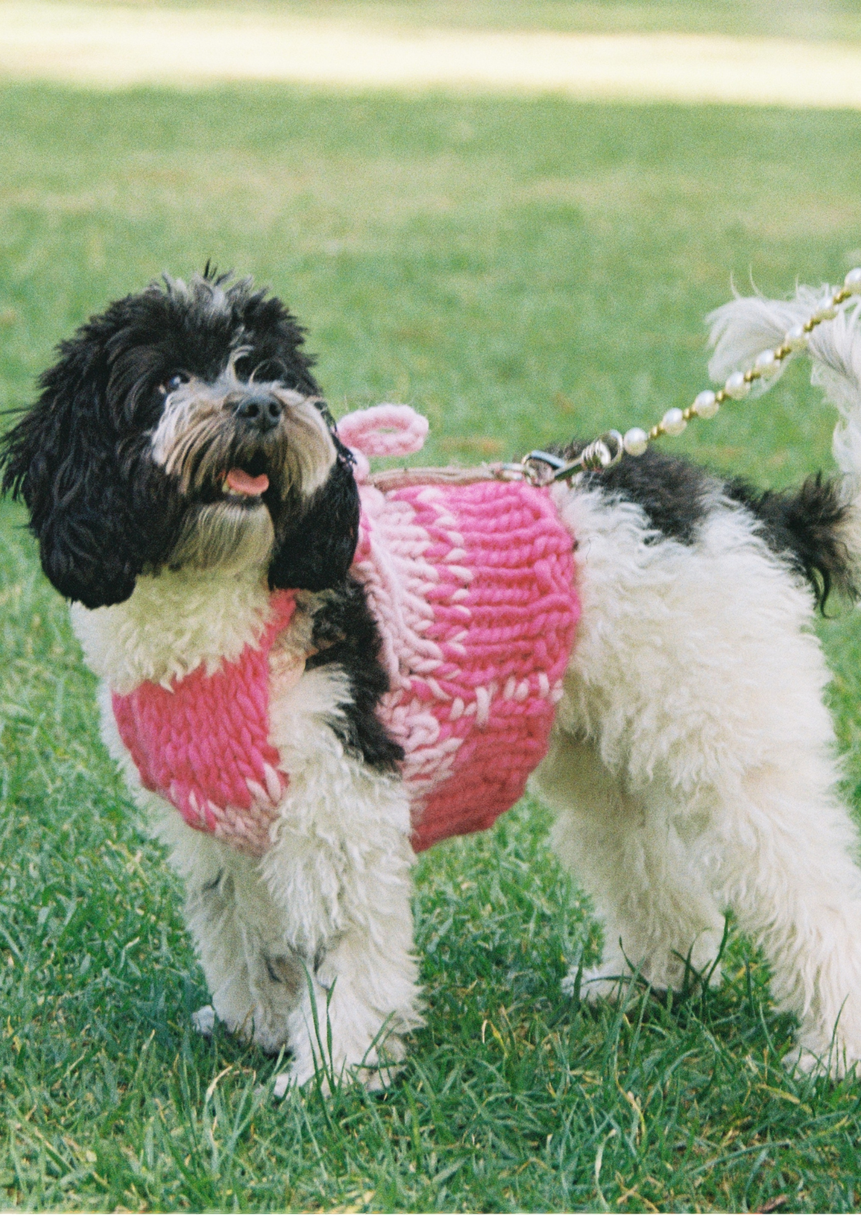 Amelia knit pet vest