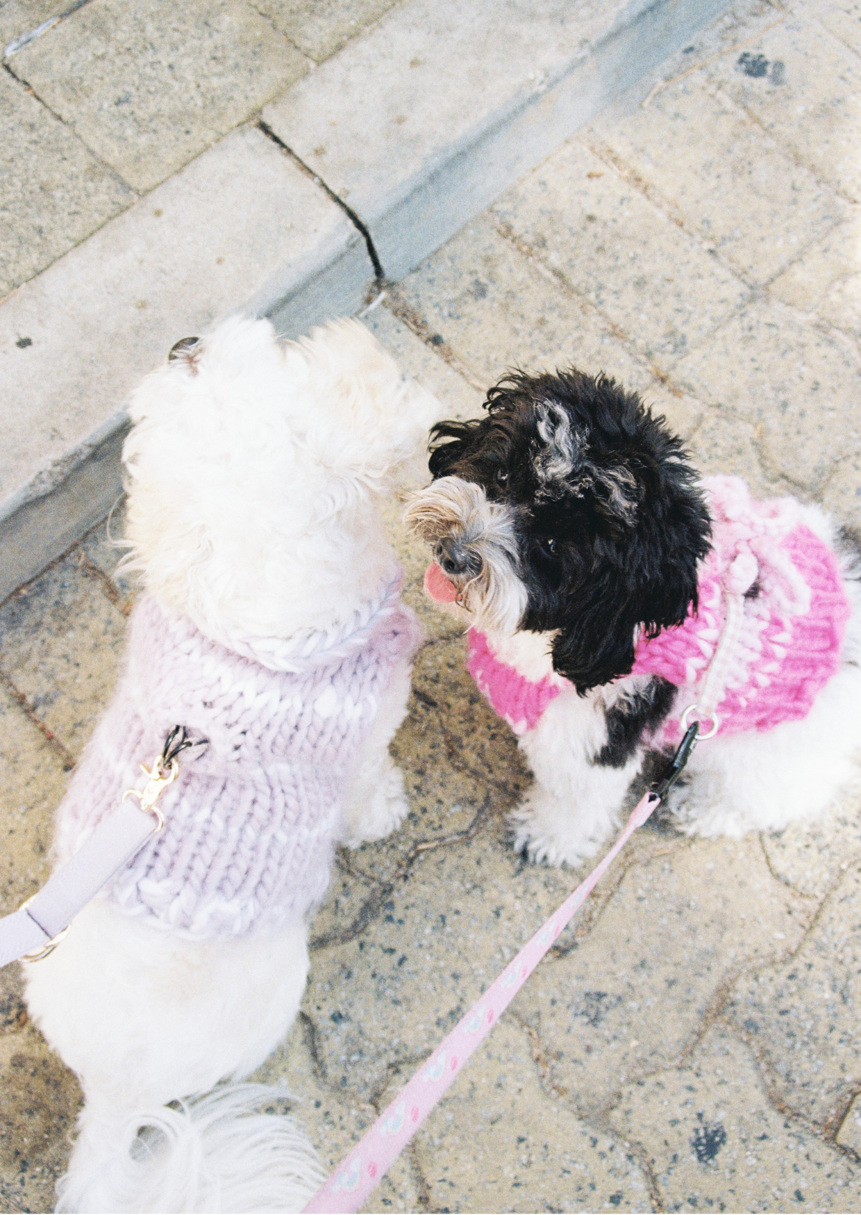 Paris knit pet vest